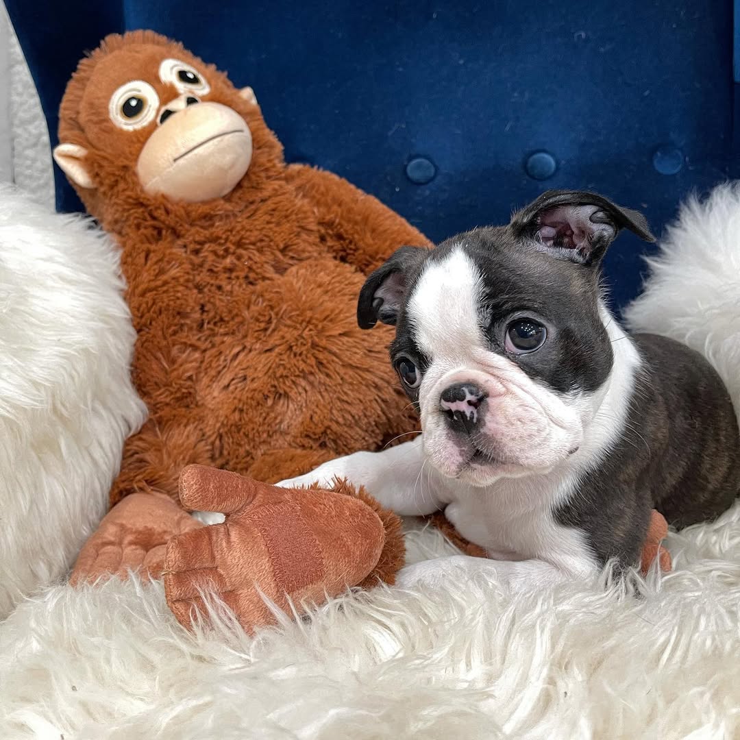 Archie, männlicher Boston Terrier Welpe